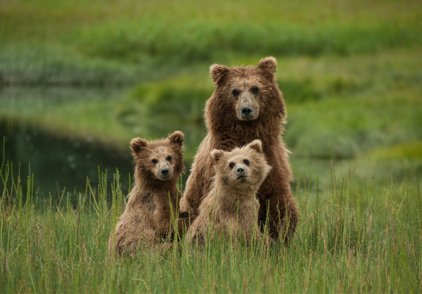 Alaska y los osos grizzly